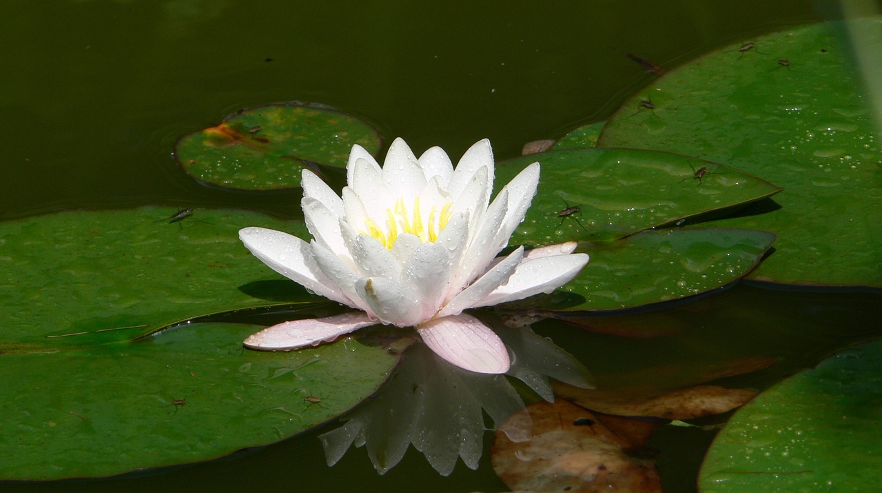 nuphar lutea pond blossom free photo