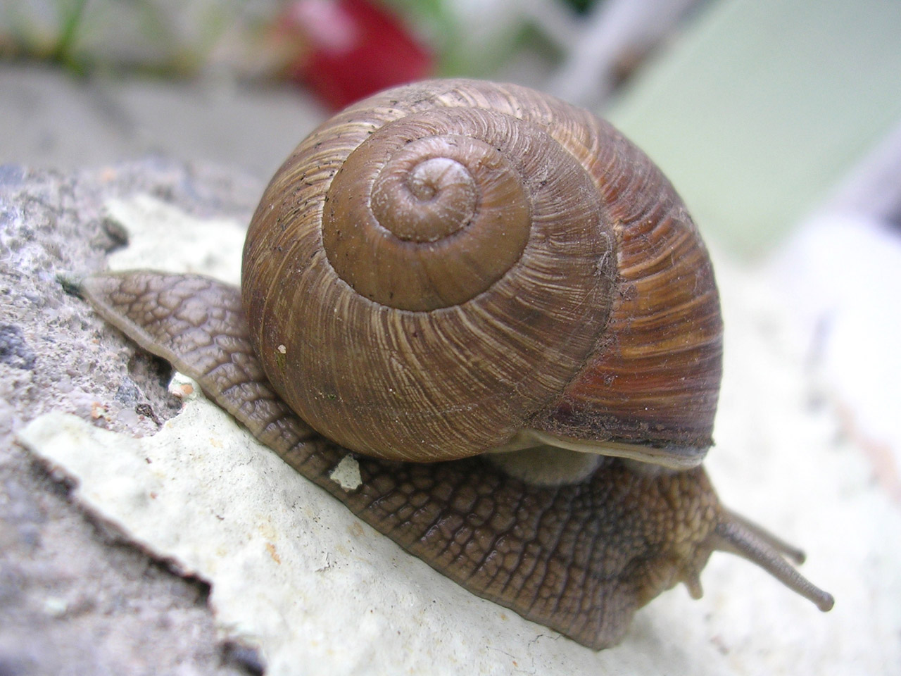 snail shell walls free photo