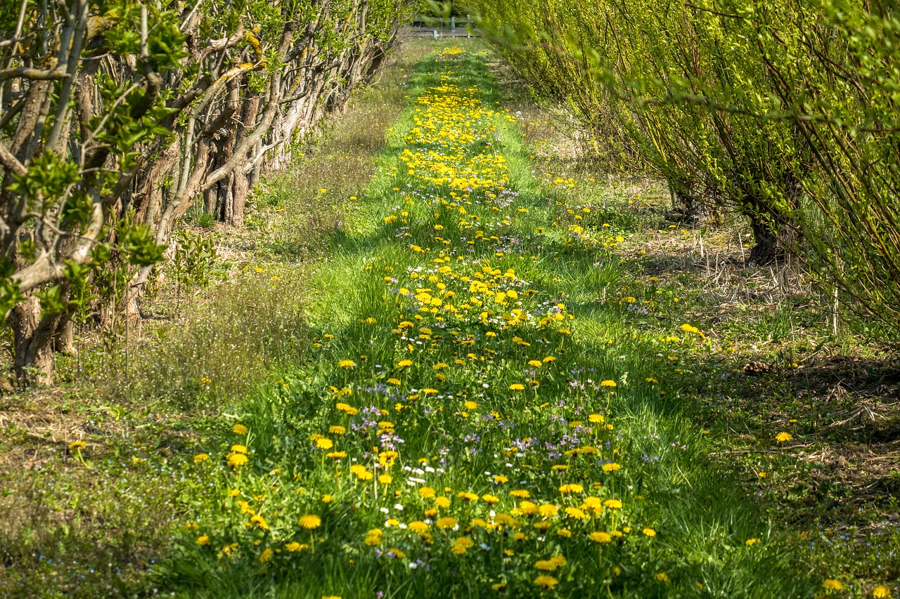 nursery  flower meadow  planting free photo