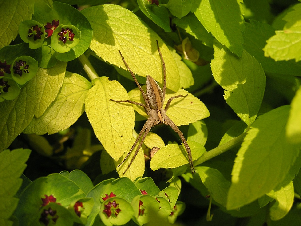 nursery spider spider nature free photo