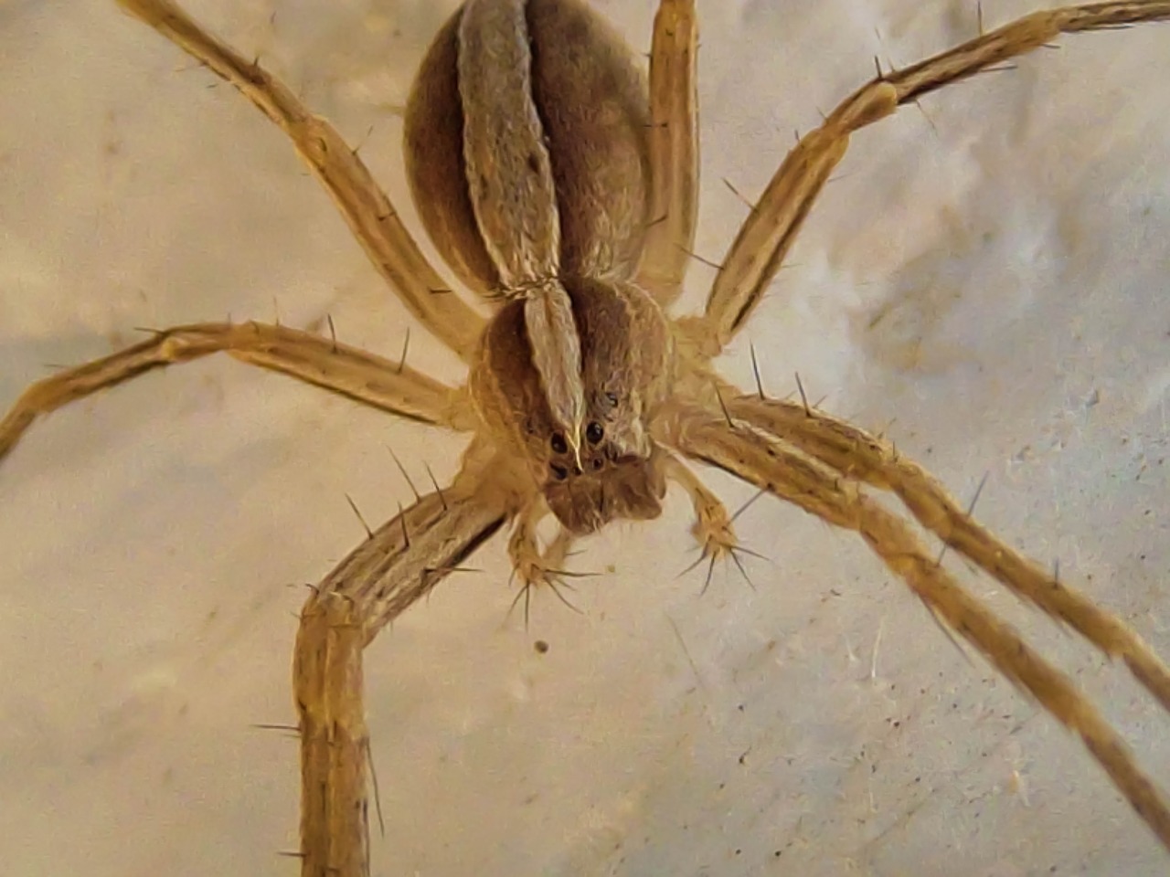 nursery web spider pisauridae harmless free photo
