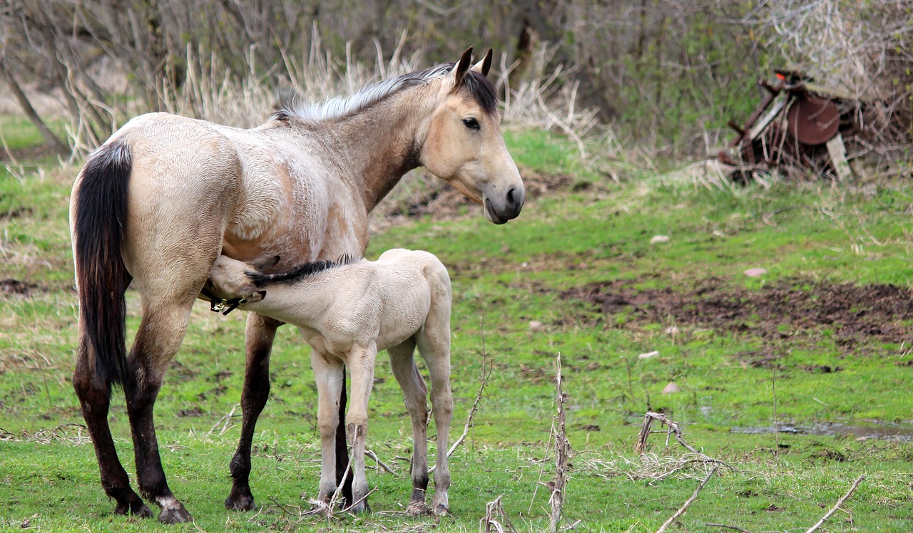 nursing  horse  animal free photo