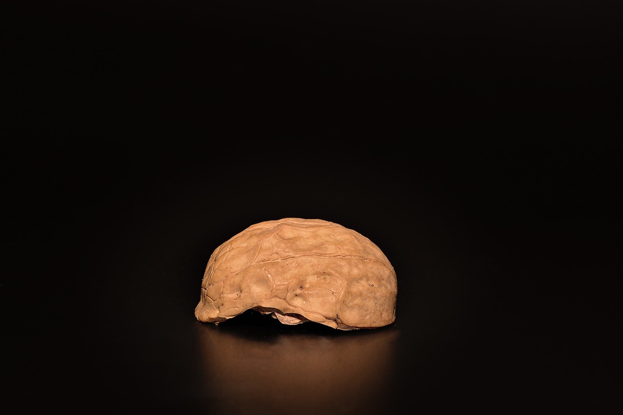 nut walnut cut in half free photo