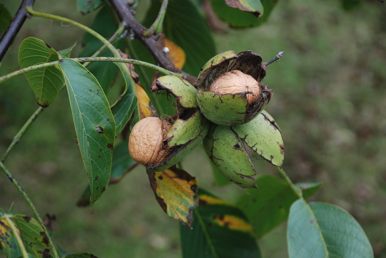 nut tree fruit free photo