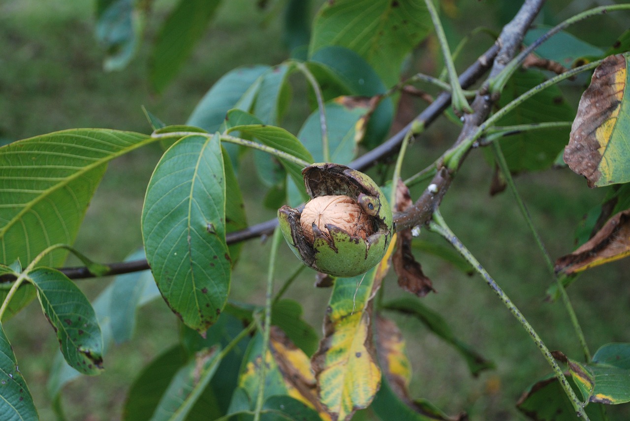 nut tree nuts free photo