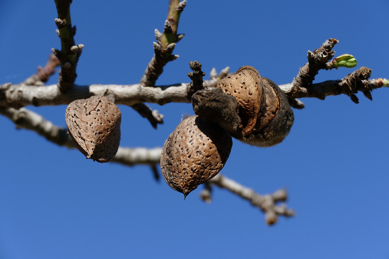 nut almond almond tree free photo