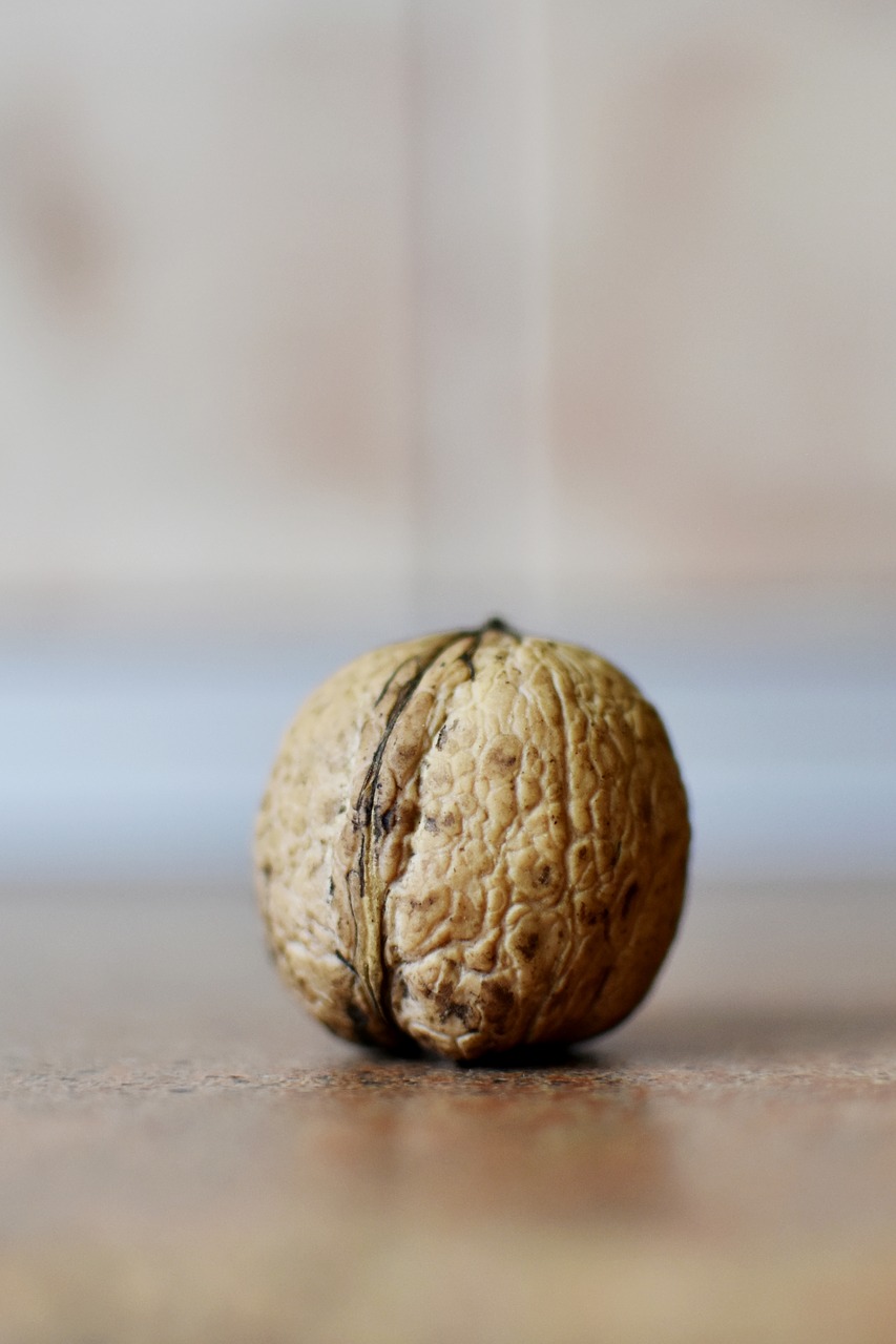 nut  walnut  omega source free photo