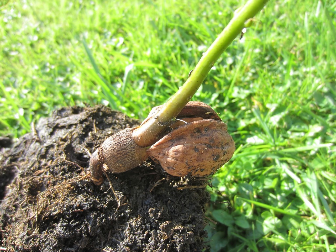 nut walnut plant free photo