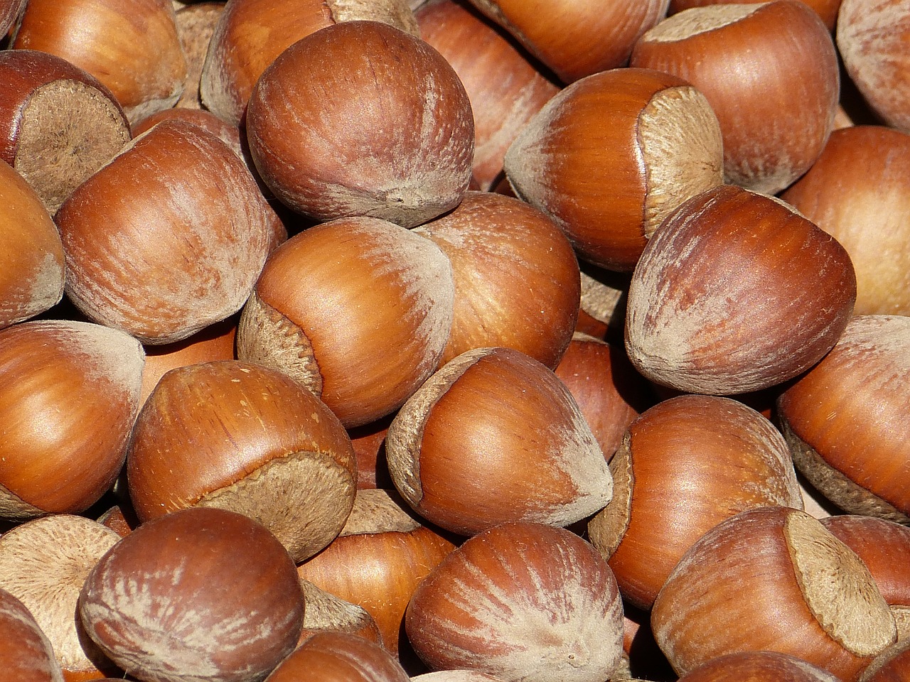 nut nuts hazelnuts free photo