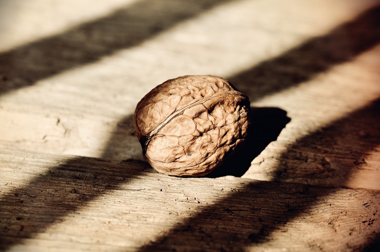 nut walnut healthy free photo