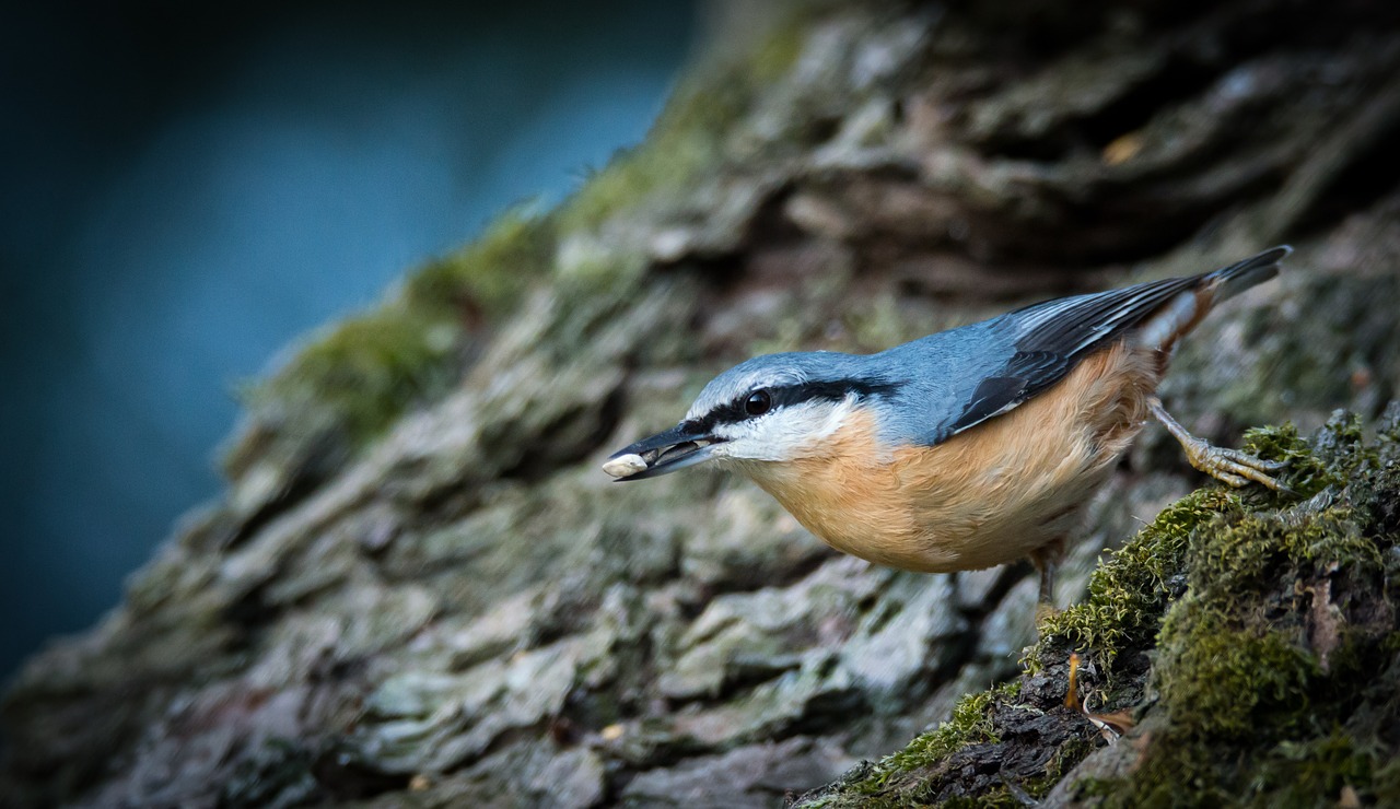 nuthatch bird natural free photo