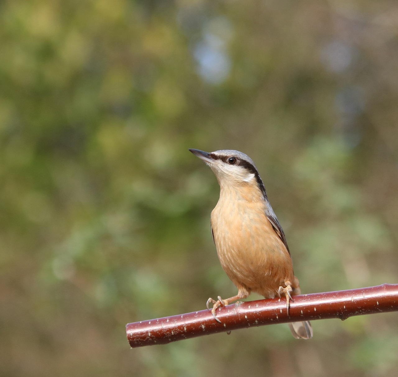 nuthatch garden bird sitta free photo