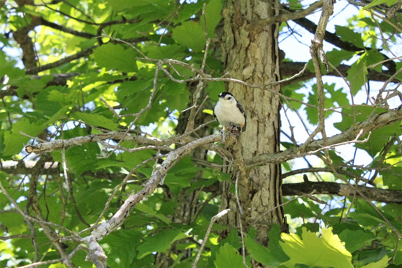nuthatch white breasted free photo