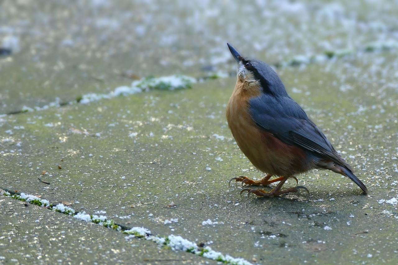 nuthatch nature birds free photo