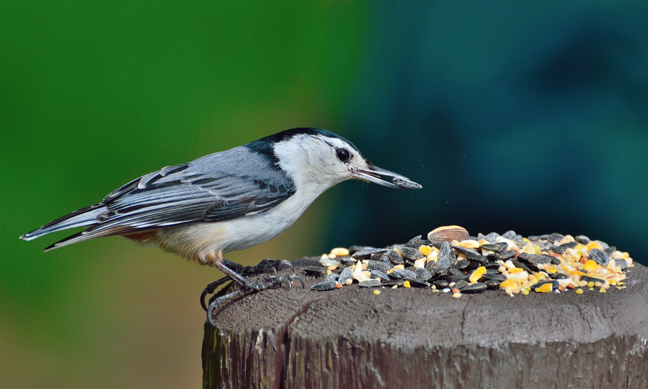 nuthatch white-breasted nuthatch bird free photo