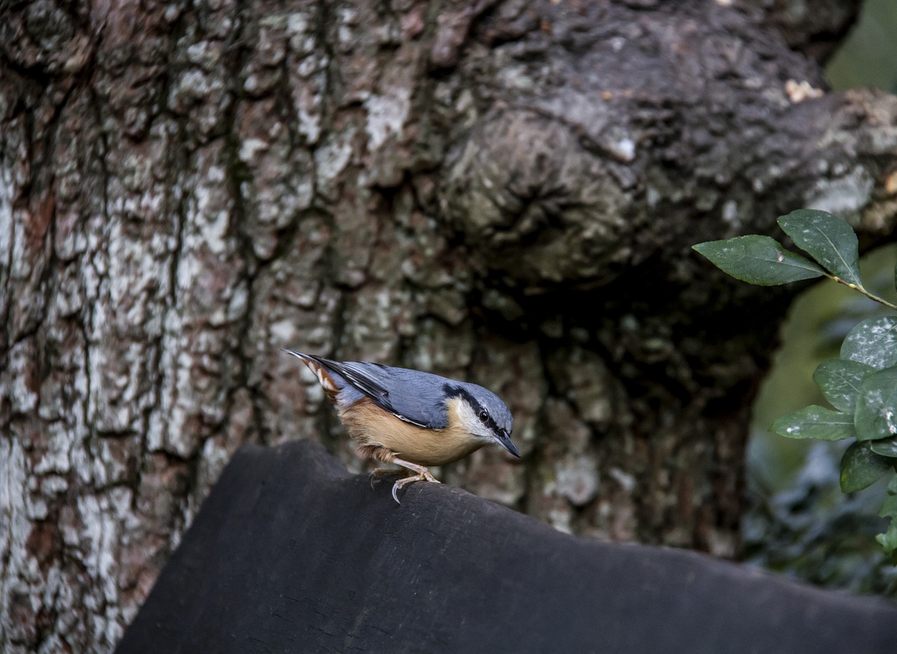 nuthatch  bird  wildlife free photo