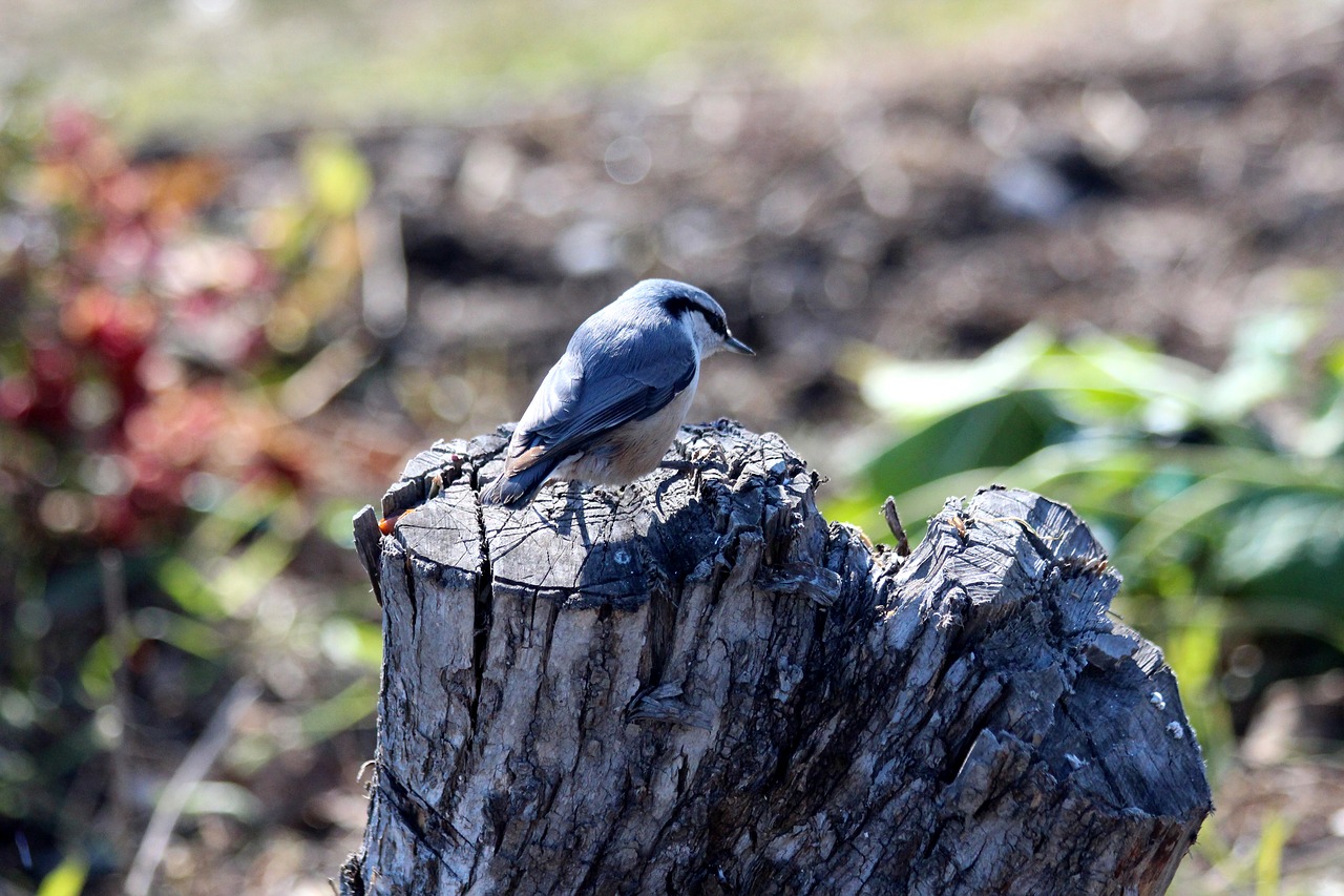 nuthatch  bird  sitta europaea amurensis free photo