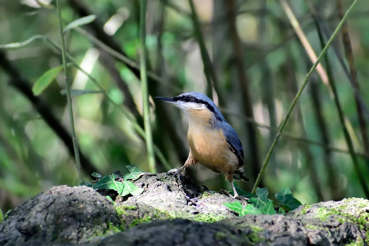 nuthatch  garden bird  bird free photo