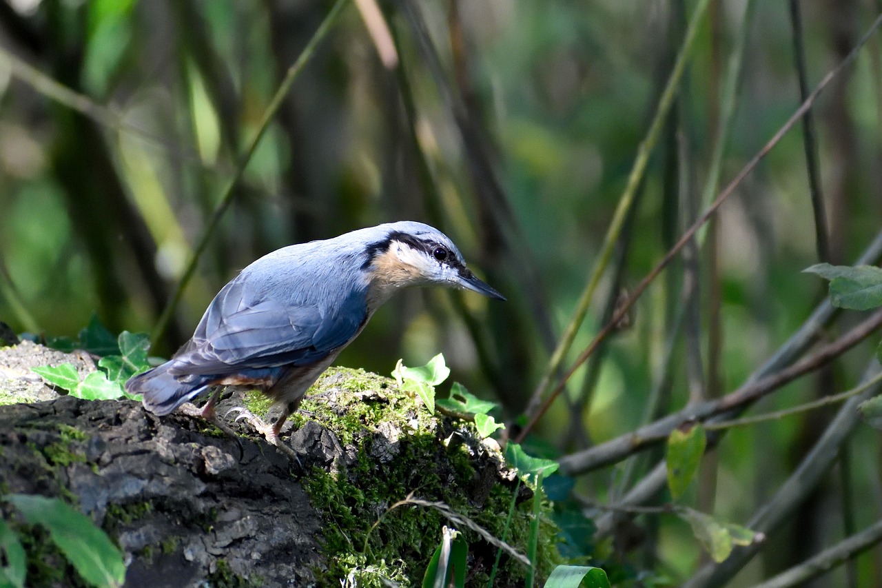 nuthatch  garden bird  bird free photo