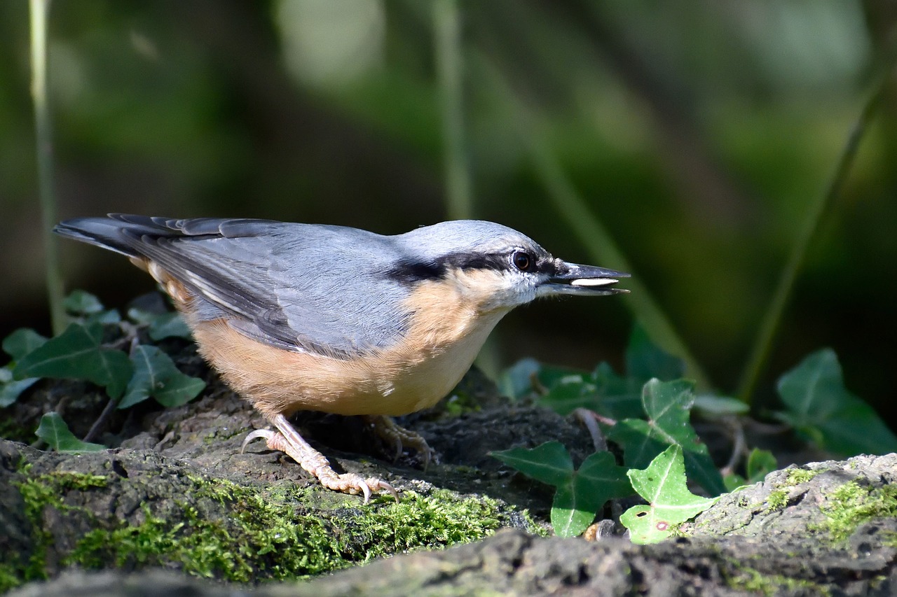 nuthatch  garden bird  bird free photo