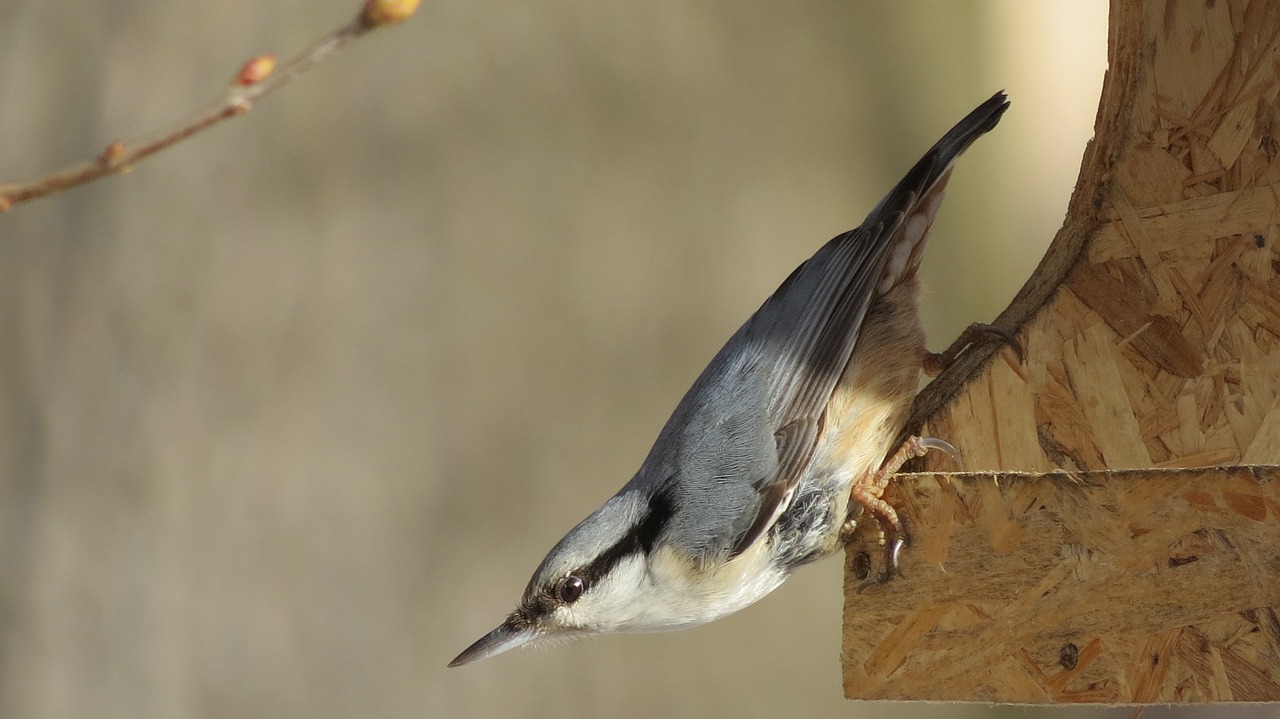 nuthatch  spring  feeder free photo