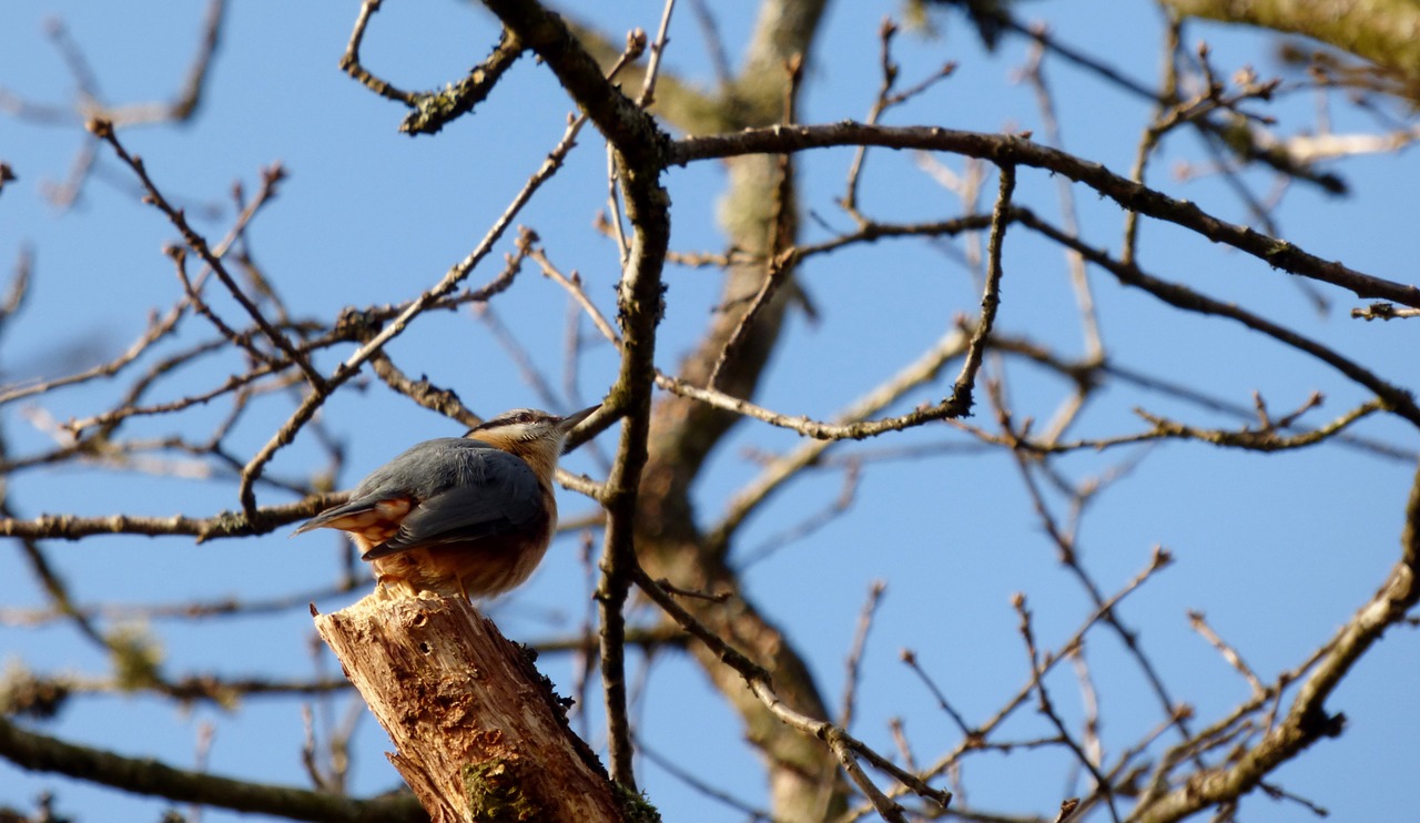 nuthatch bird tree free photo