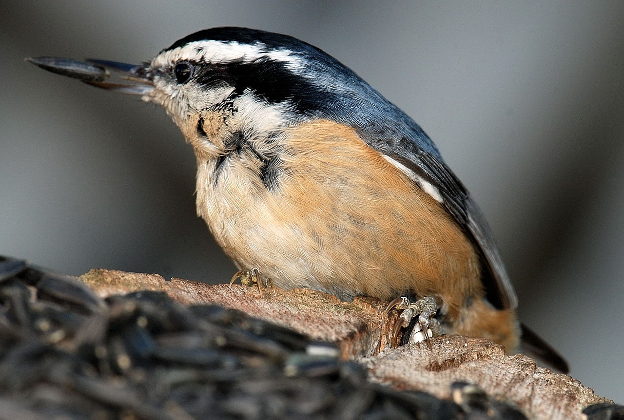 nuthatch bird wildlife free photo