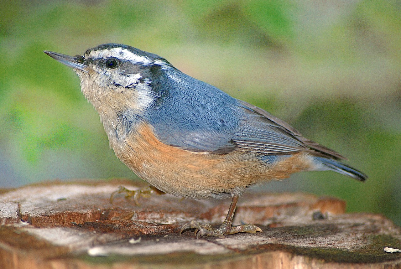 nuthatch bird wildlife free photo