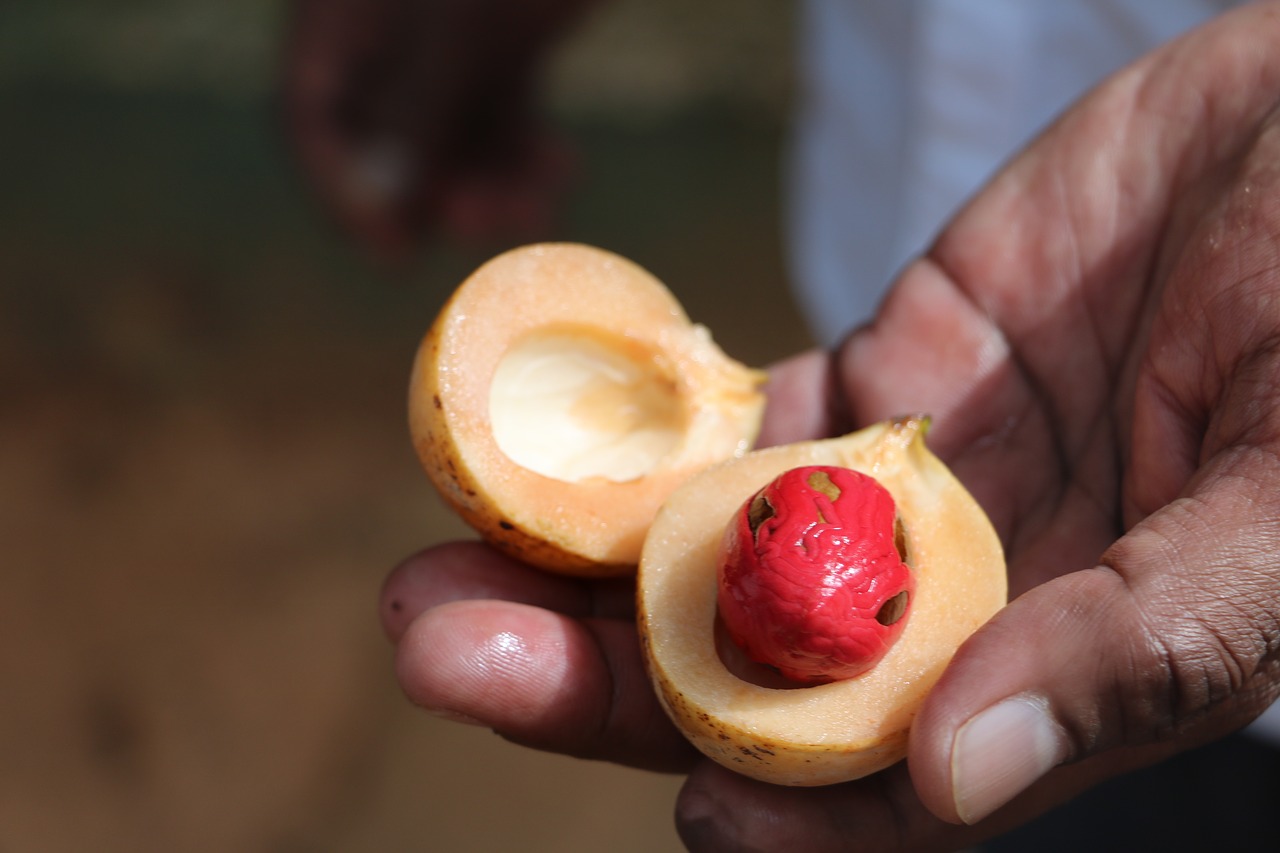 nutmeg hand sri lanka free photo