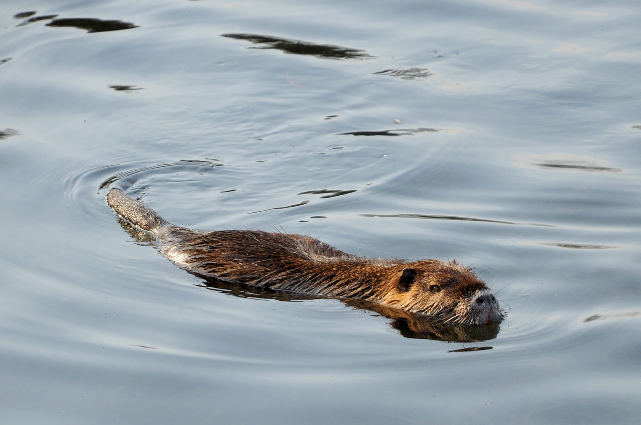 nutria river wild animal free photo