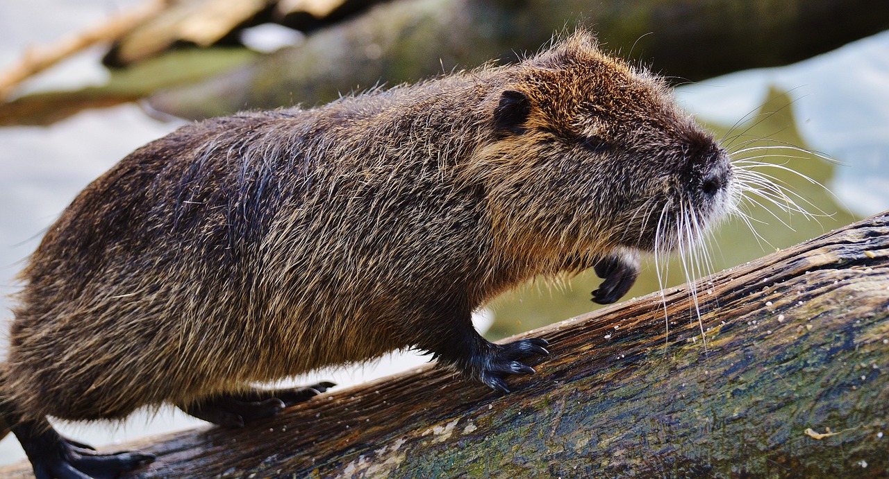 nutria wildpark poing rodent free photo