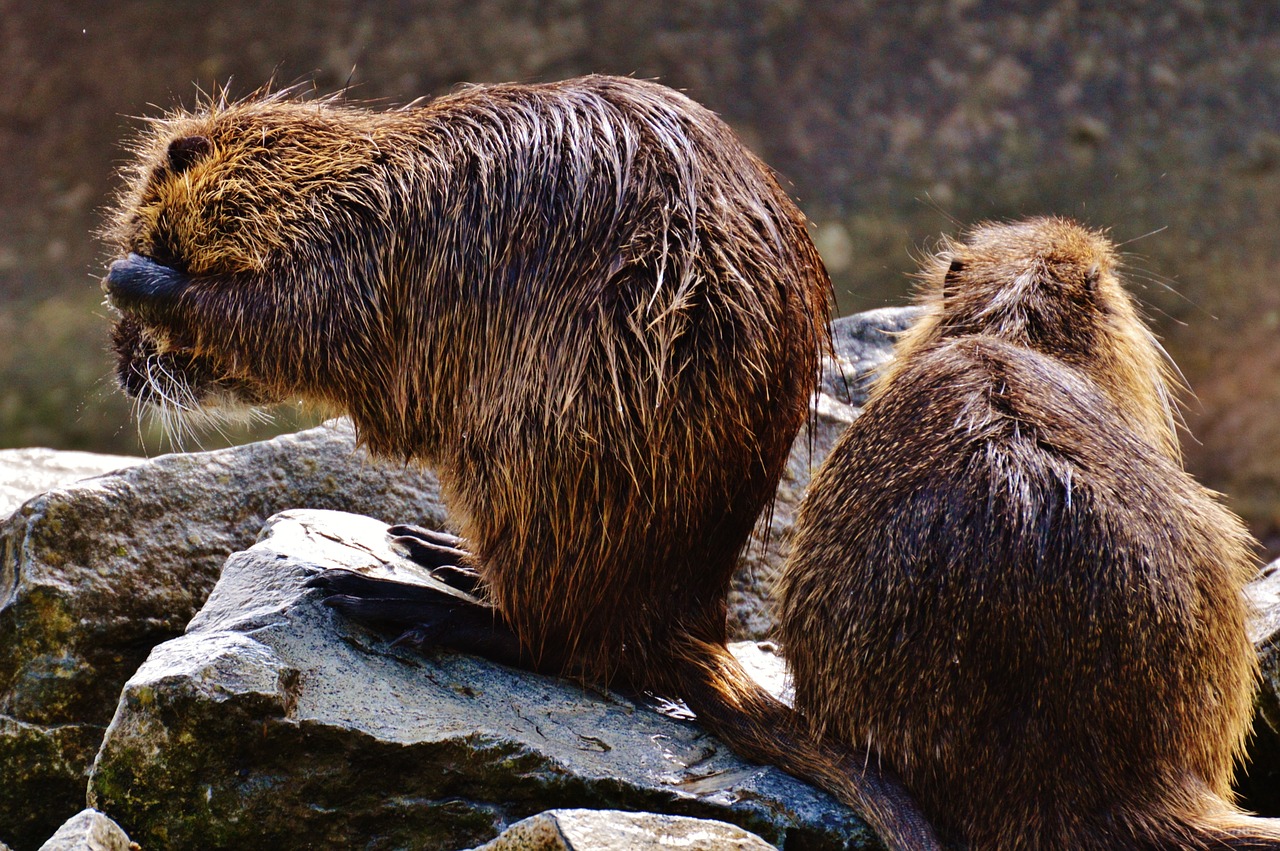 nutria wildpark poing rodent free photo