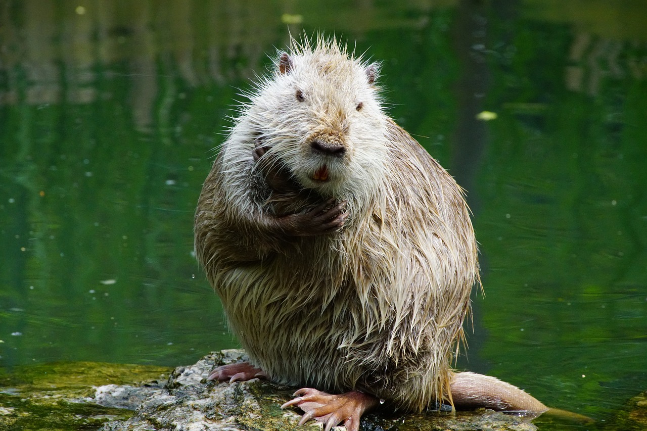 nutria thinks after free photo