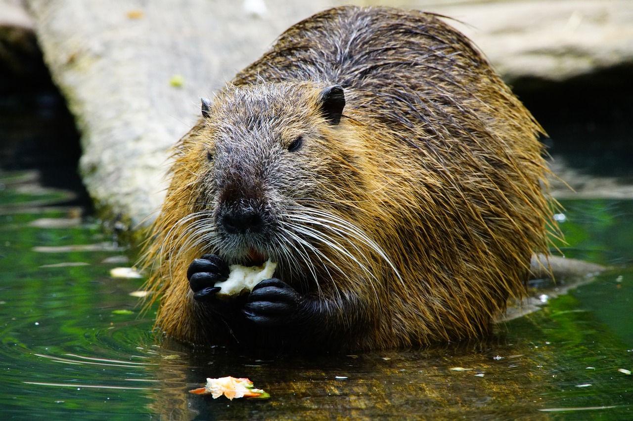 nutria eats beaver free photo