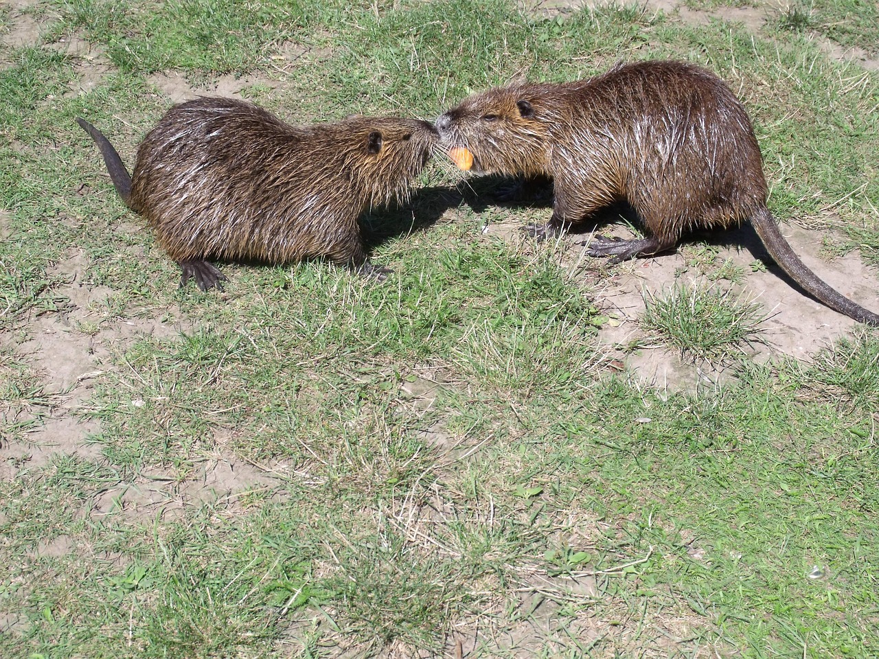 nutria food rodents free photo