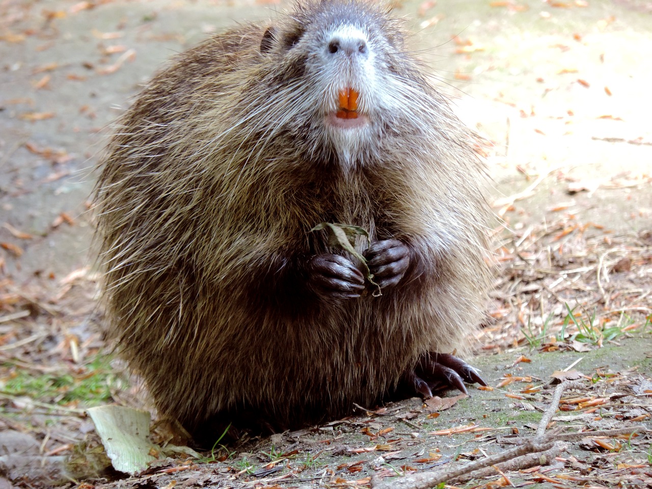 nutria rodent mammal free photo