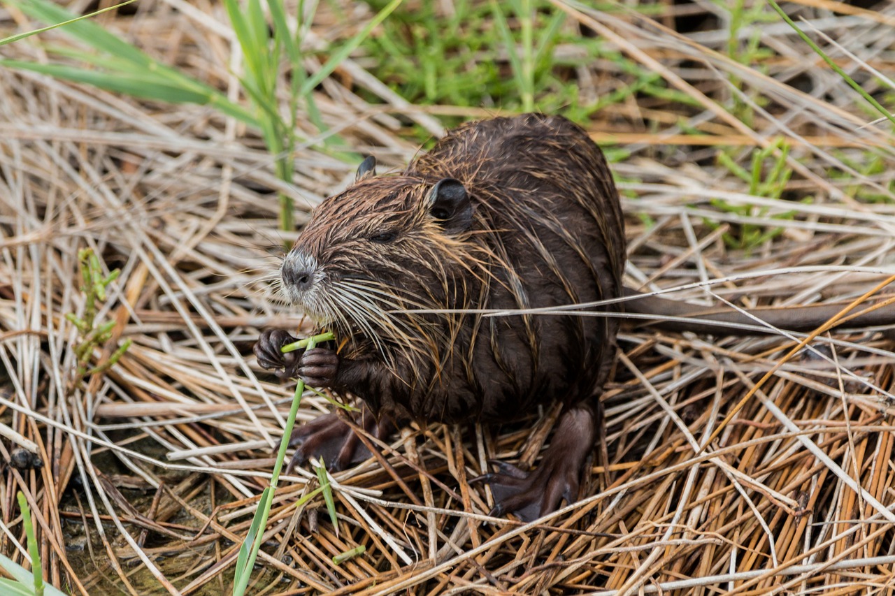 nutria coypu beaver tail free photo