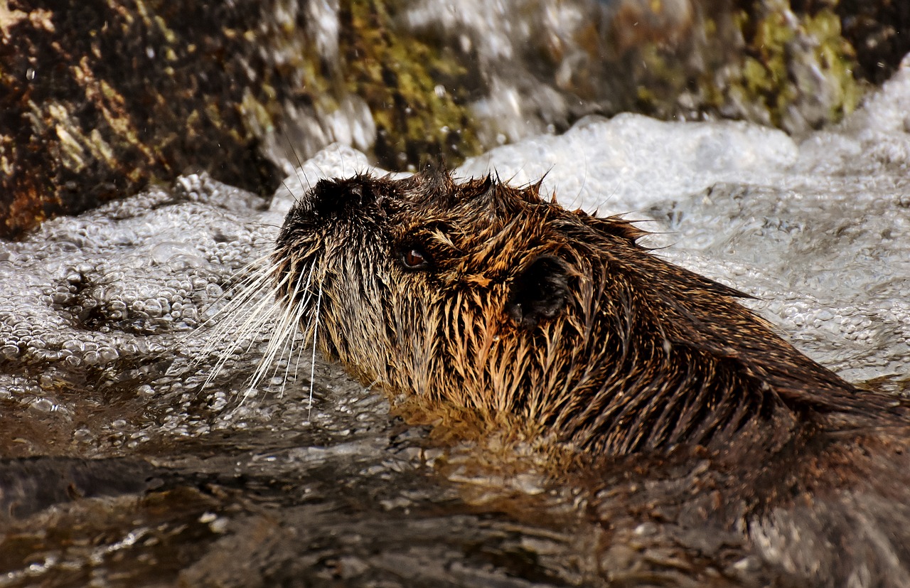 nutria water rat water free photo