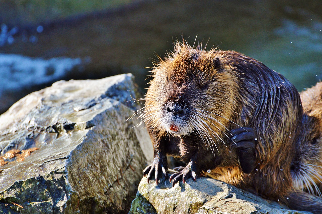 nutria rodent water rat free photo