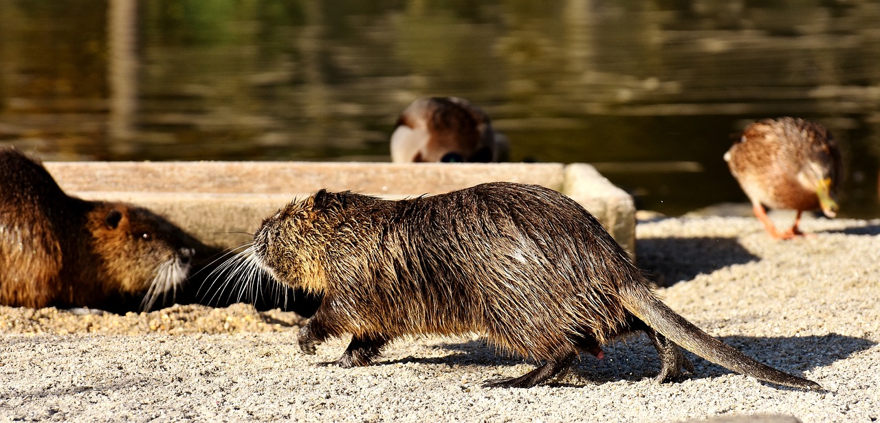 nutria water rat water free photo