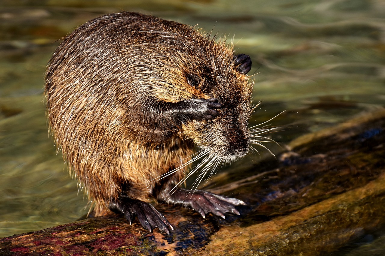 nutria water rat water free photo