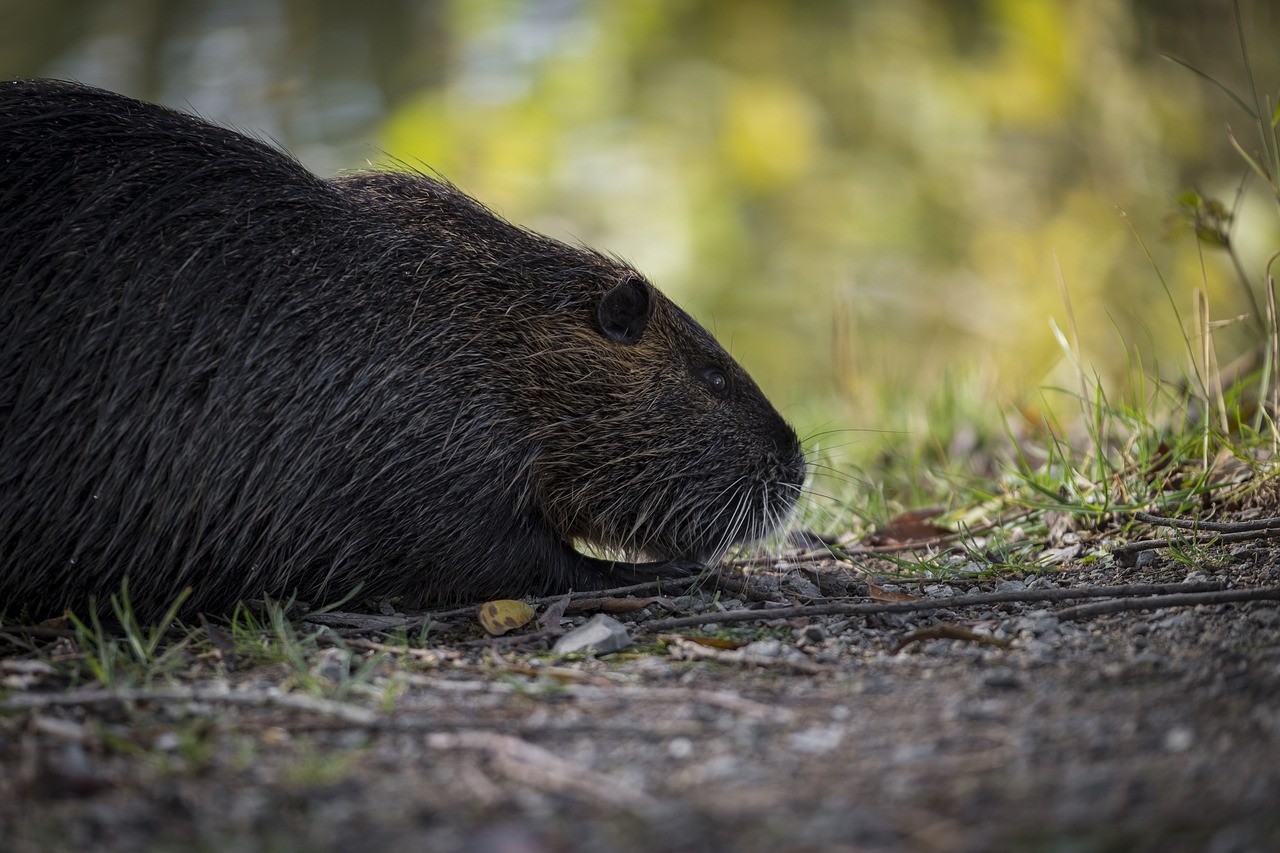 nutria beaver muskrat free photo