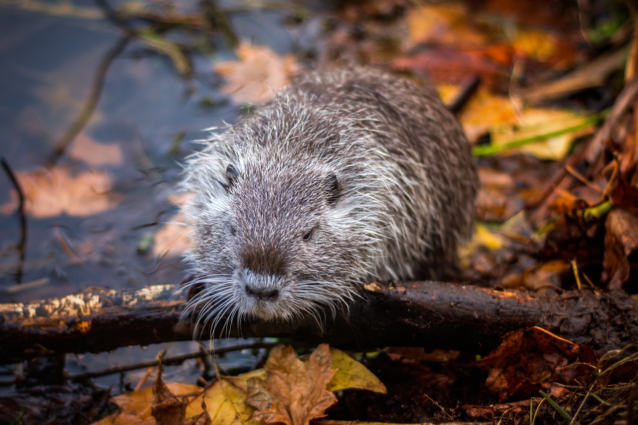 nutria lake rodent free photo