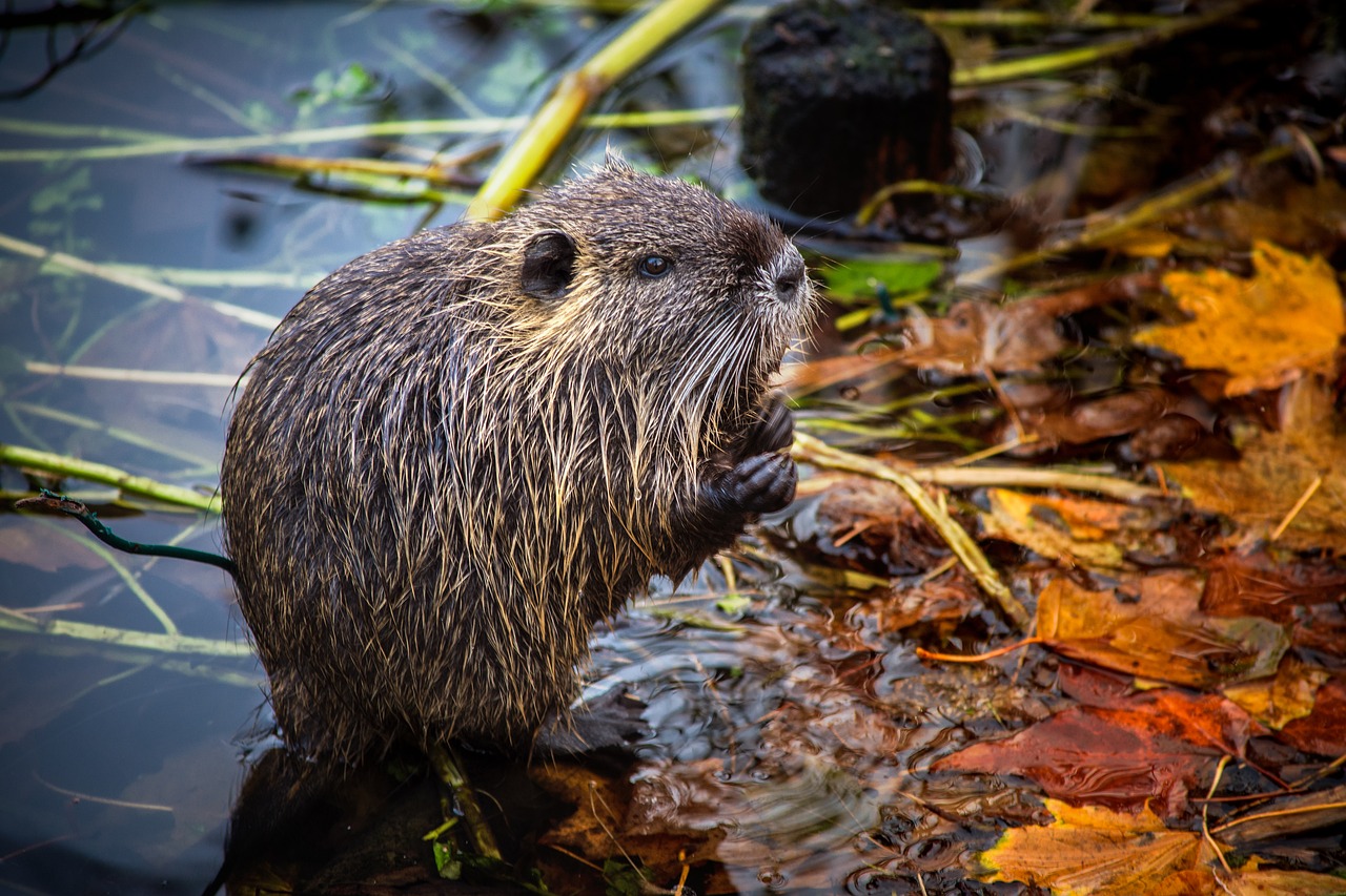 nutria lake rodent free photo