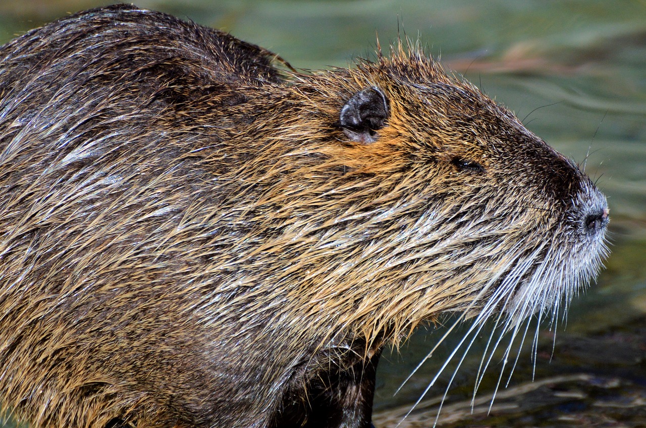 nutria rodent water rat free photo