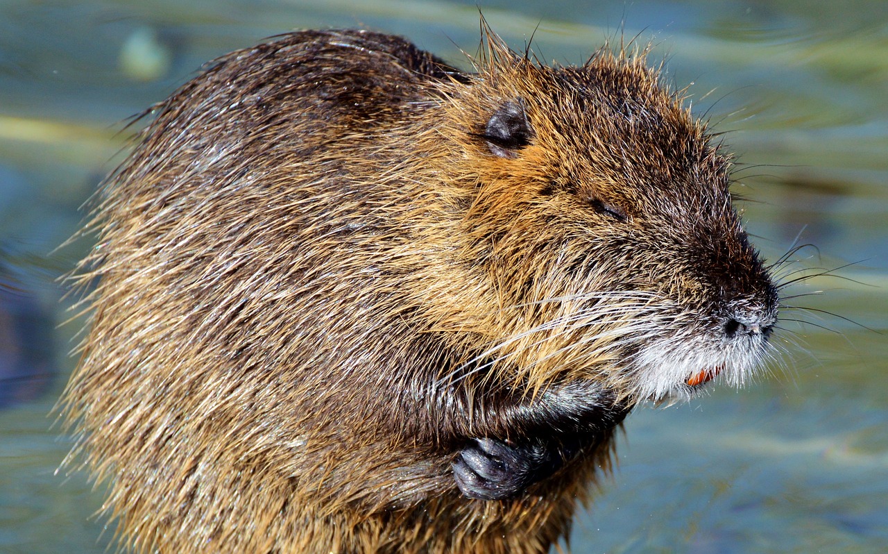 nutria rodent water rat free photo