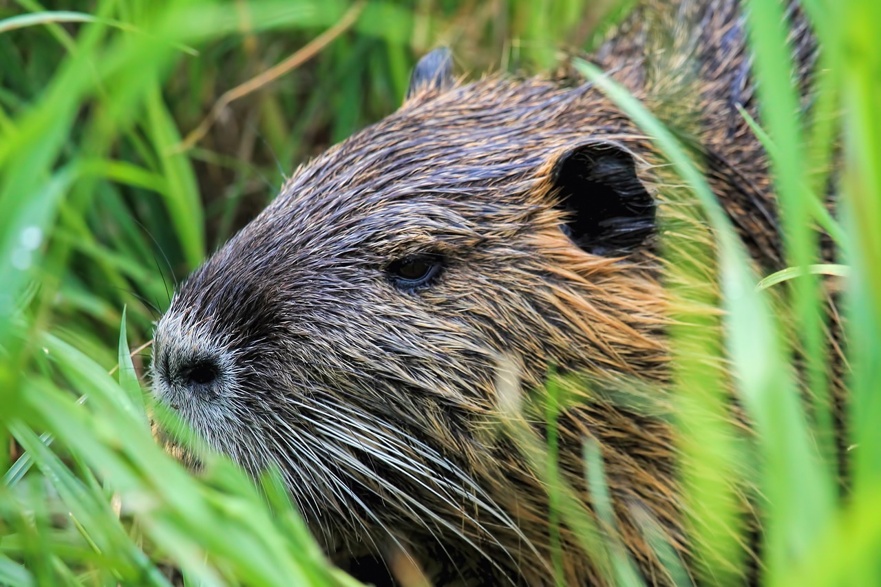 nutria animal world nature free photo