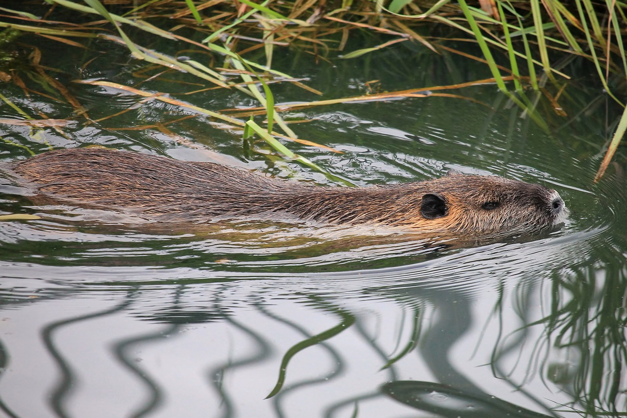 nutria animal world nature free photo