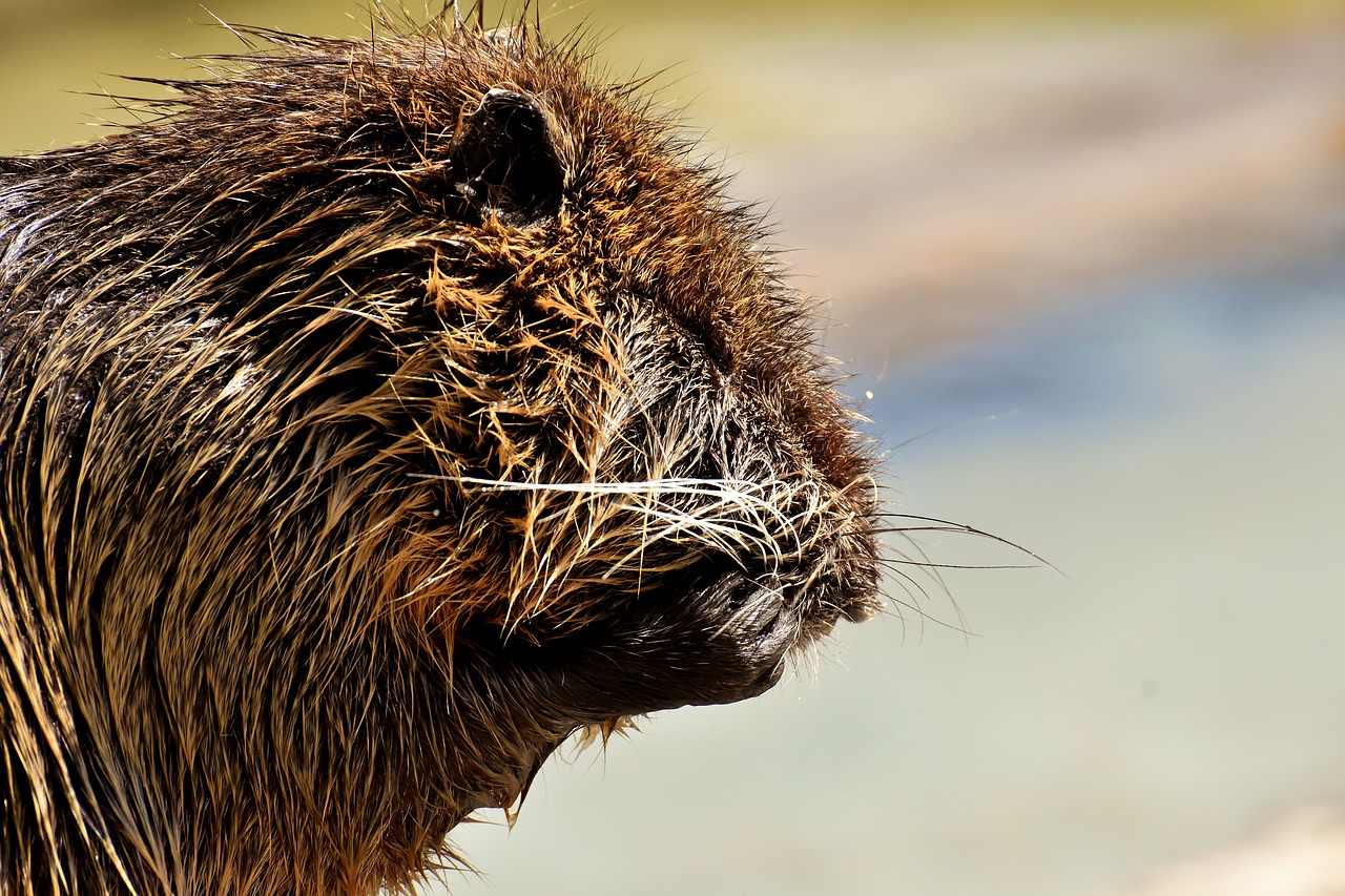 nutria  water rat  water free photo