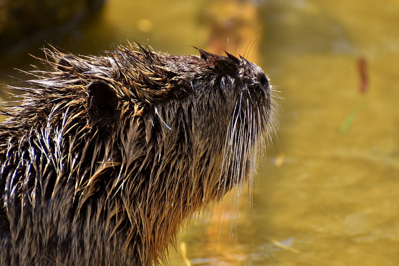 nutria  water rat  water free photo